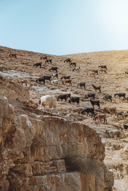 Goats in the Judean Desert